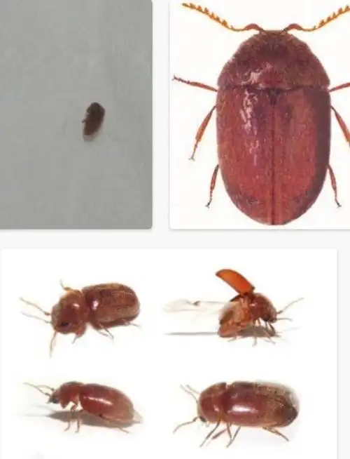 【讨论】家庭常见虫自查,慎入