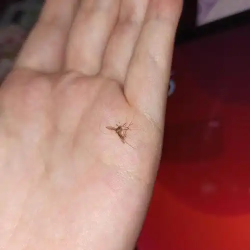 爽啊!打死了一只蚊子 世界静了