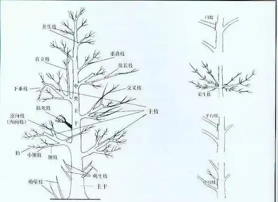 二,修剪程序在修剪一棵树时首先要观察树木本身的情况,包括树体结构