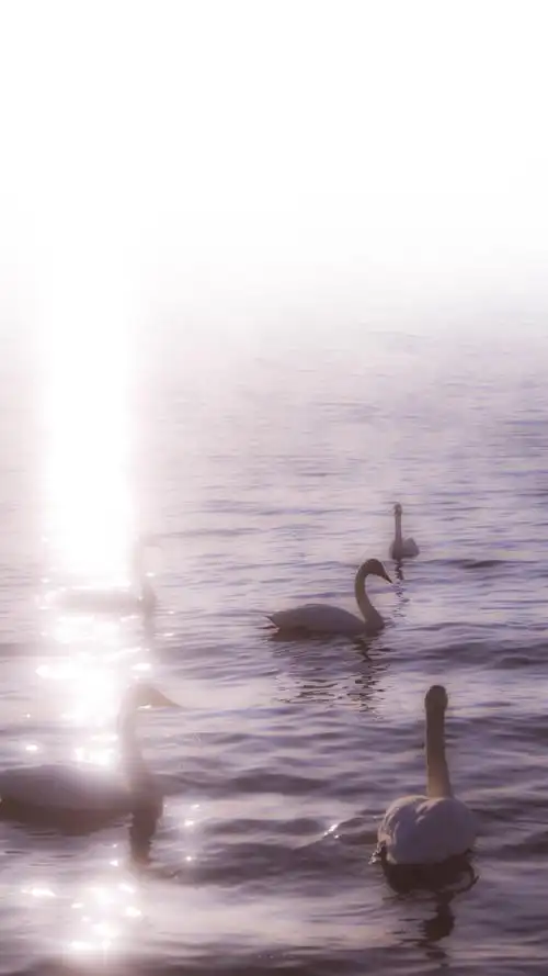 ▽ の ins背景图 简约 壁纸 无水印 天鹅湖 △ 676767