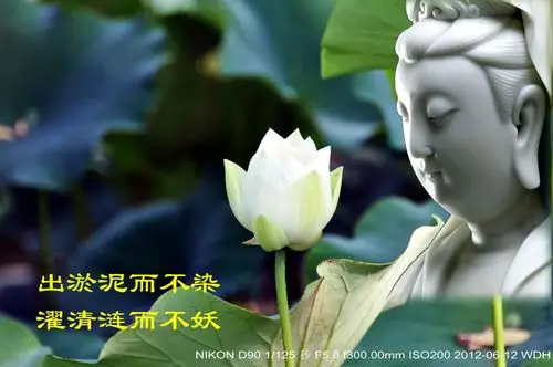 【转载】"出淤泥而不染,濯清涟而不妖"