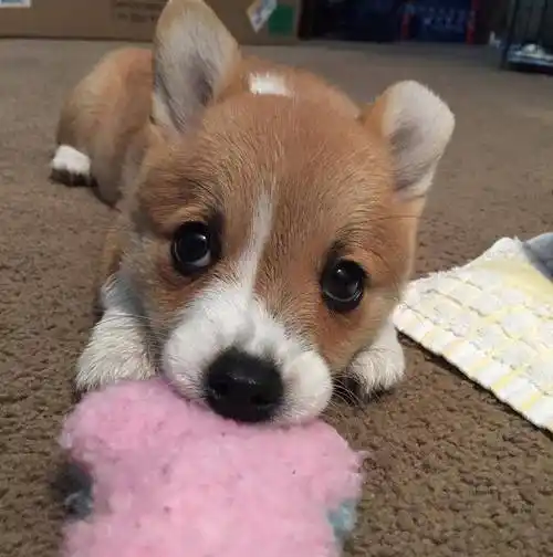 毛孩子就该这样无忧无虑,专注卖萌一百年的柯基小朋友_玩具_狗狗_姿势