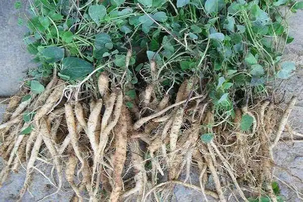 党参的种植方法和适应环境