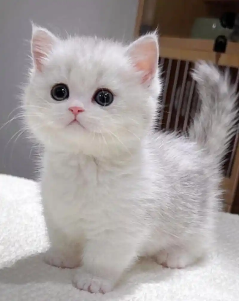 刚来家的小奶猫,萌萌的,好可爱.