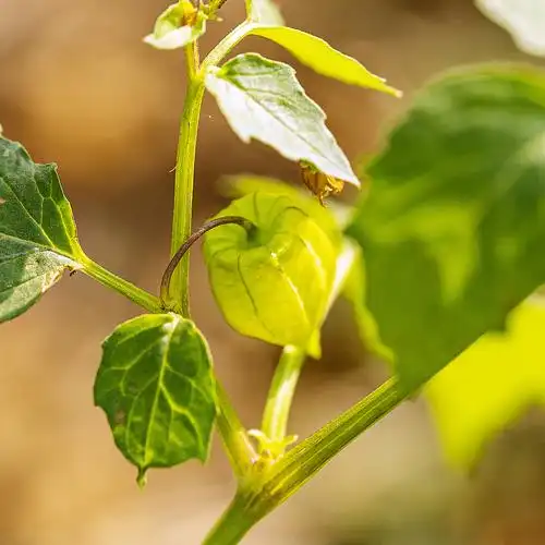 绿意盎然灯笼果