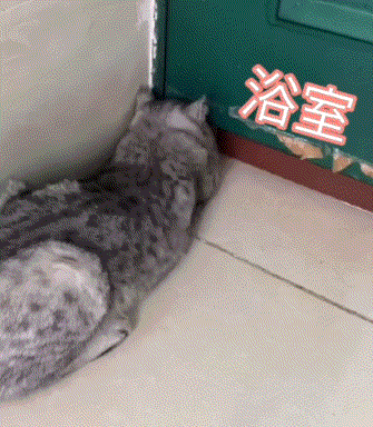 表情包吃完这个就减肥