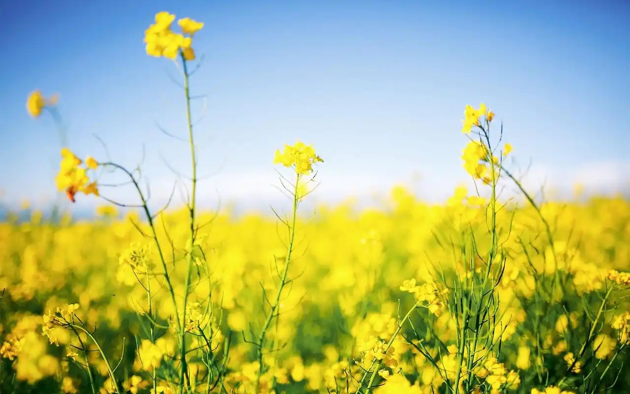 盛夏的油菜花海图片高清电脑壁纸 第二辑高清大图预览1920x1200_风景