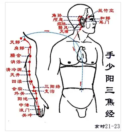 学经络——手少阳三焦经 - 好大夫在线