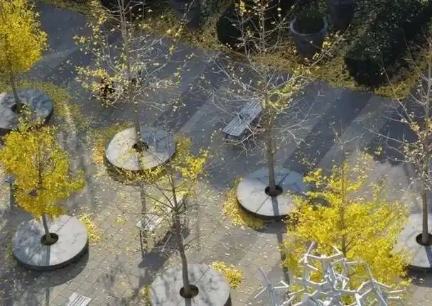 树阵景观的植物配置要点