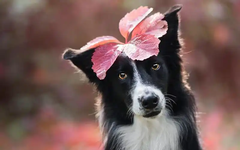 宠物最丑的样子