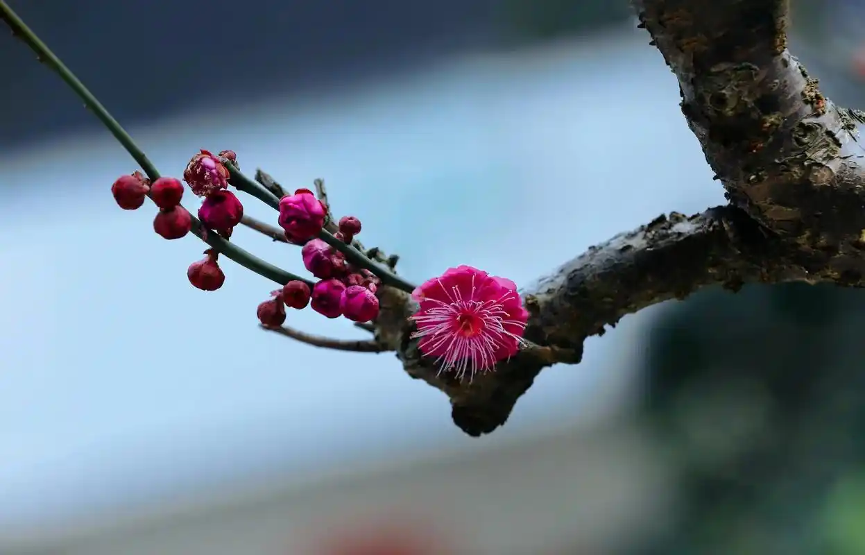 岁月最相宜,梅雪都清绝,,梅花的n种样子#永远相信美好的事情 - 抖音
