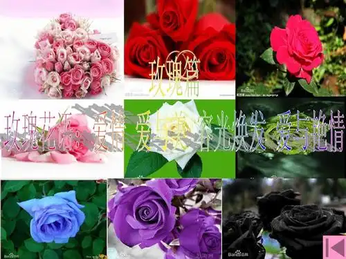花语·玫瑰篇ppt_word文档在线阅读与下载_免费文档