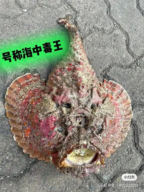 越毒鱼越好吃97清炖石头鱼汤 很鲜一个字 绝0606