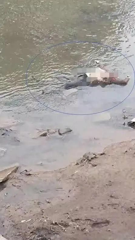 【社会】西门桥河里发现一具浮尸(视频)