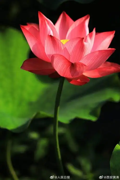 荷花绽放开出夏日氛围感##荷花高清壁纸上新##微博