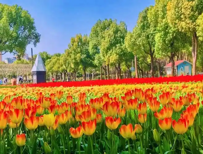 春日限定浪漫!静安大宁公园50万株郁金香绚烂绽放