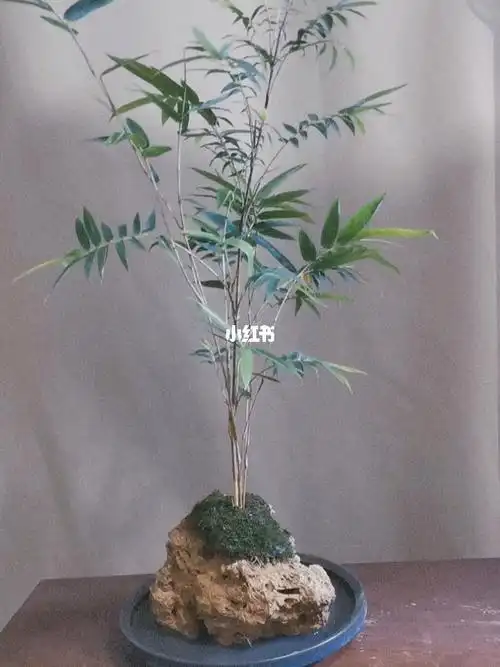 茶饮  #盆景  #盆景艺术  #艺术  #茶生活  #茶器