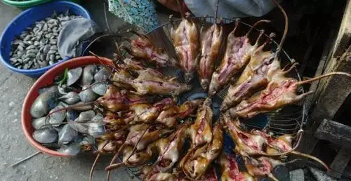 鼠,正宗的山鼠都是吃山上种的花生红薯树根野果之类的,才可以放心食用