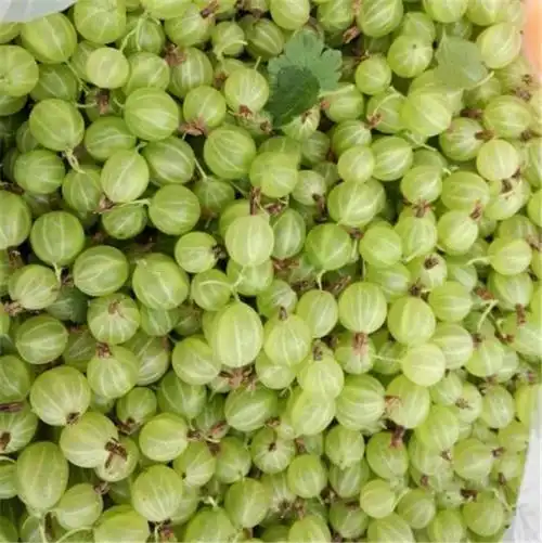 现货东北新鲜酸掉渣灯笼果,孕妇喜爱醋栗酸,绿樱桃洋樱桃12半斤