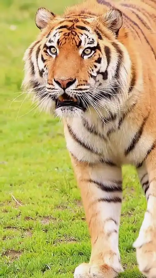 猛虎出山 野生动物摄影 长焦摄影