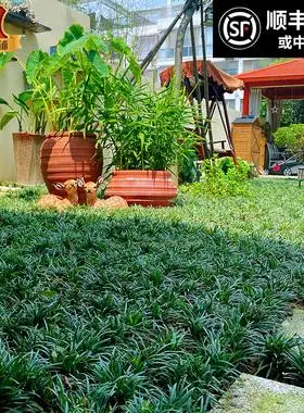 日本矮麦冬草耐寒别墅庭院园林绿化草坪植物带土麦冬草苗玉龙草