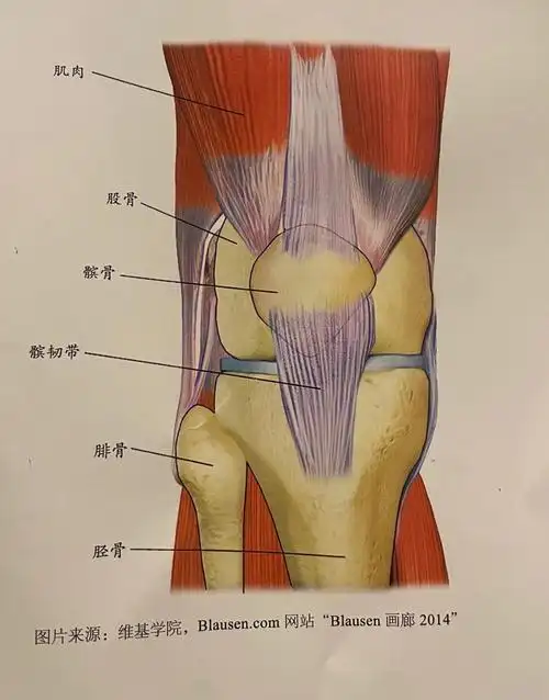 膝关节是人体最大,最复杂的关节,它就像搬运工一样承受身体所有的重量