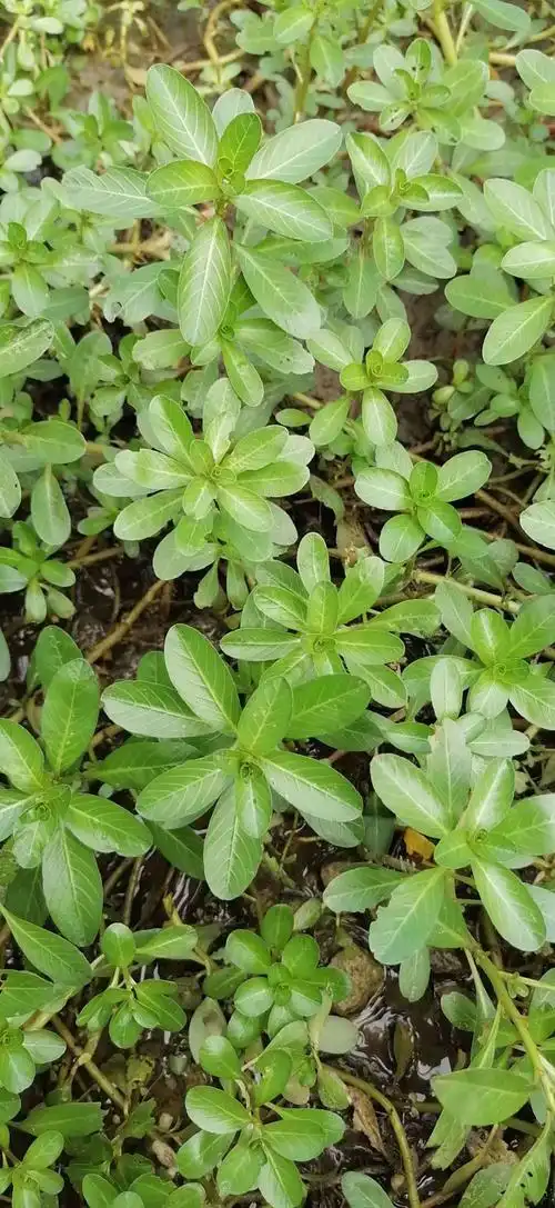 相遇本草(二十一) - 美篇