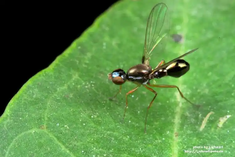 标题:小精灵的翅膀