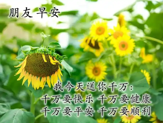 最美早安问候祝福语带图片清晨问候大家早上好暖心祝福句子