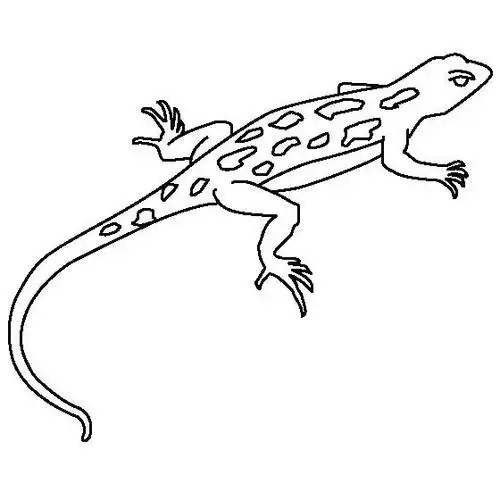 宠物蜥蜴简笔画