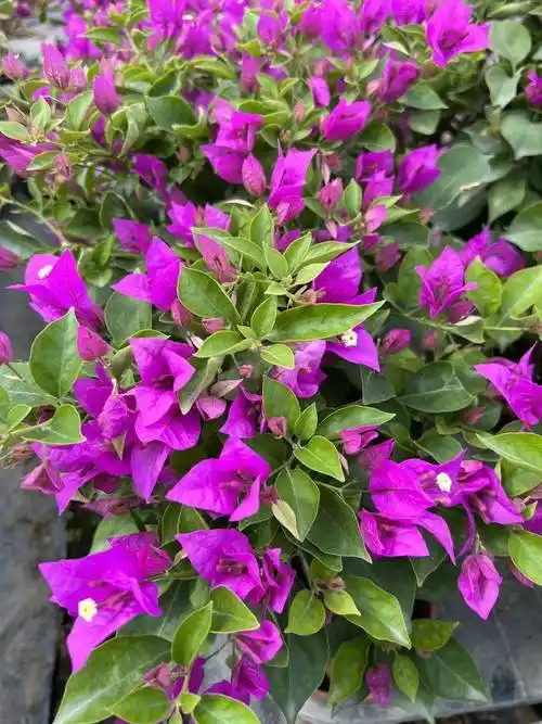 三角梅总不开花?