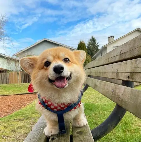 深夜分享一波我用过的头像 小动物居多