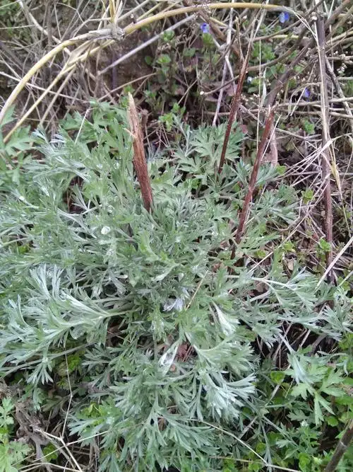 白蒿,春天最早的野菜!我很喜欢吃!