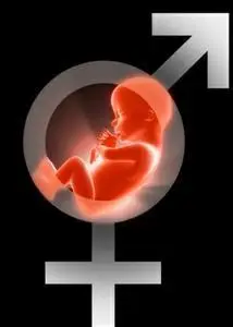 怀孕几个月能看出性别?