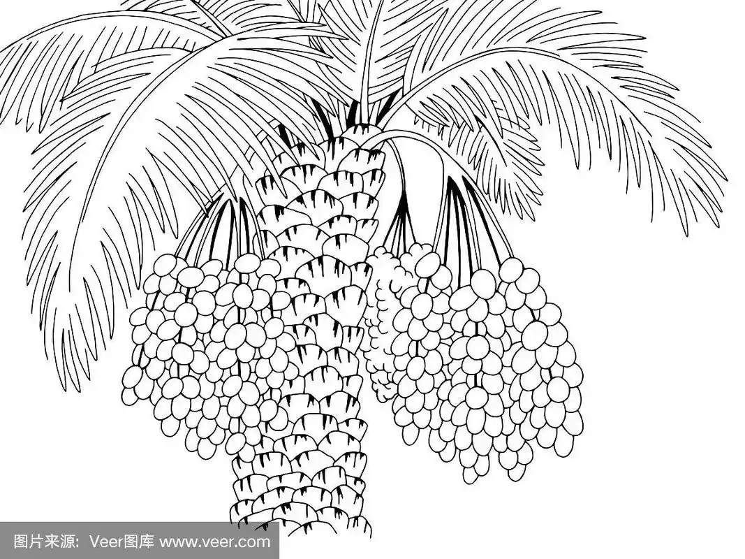 date palm graphic branch black white sketch illustration vector