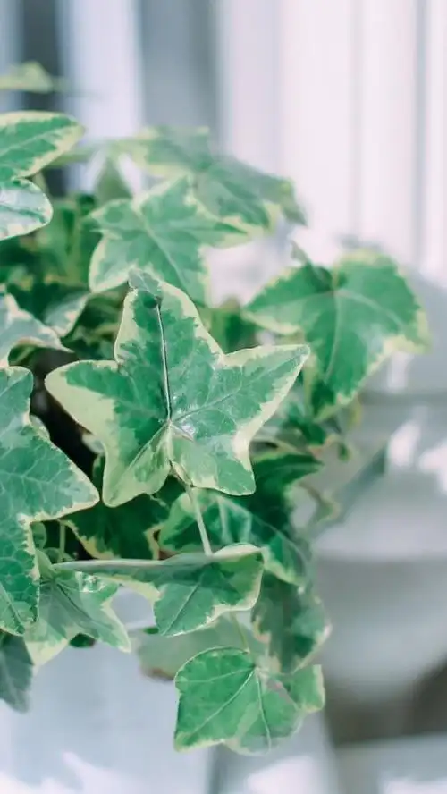 简约森系小清新手机壁纸图片_唯美图片_kanqq个性网手机版