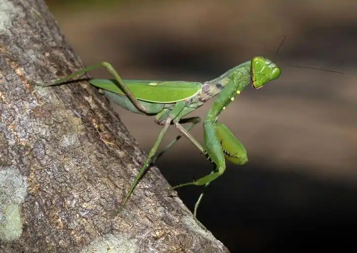 · 节肢动物门-昆虫纲-螳螂目-广斧螳