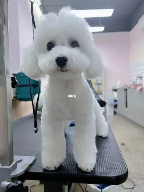 修剪了毛发堪称换头##比熊日常