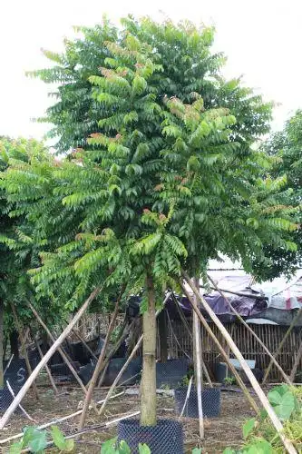 广东中山麻楝价格及阴麻树采购供应价格_花木商情网