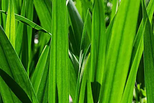 绿色,剑兰,叶子,背景