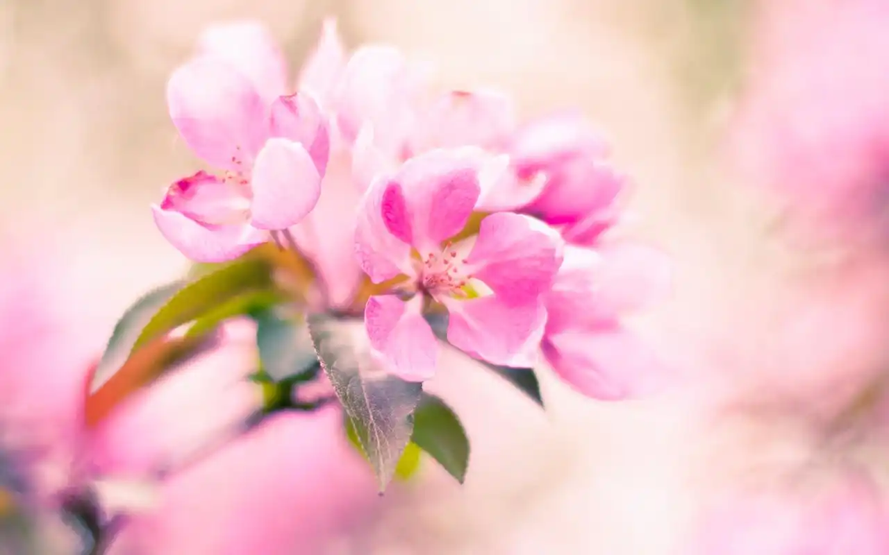 花朵,微距,聚焦,清新,唯美,盛开,花朵壁纸图片