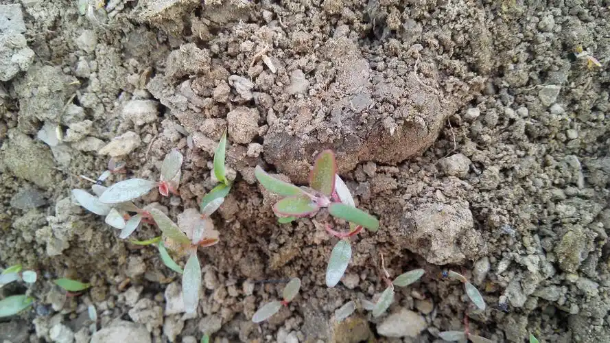 薰衣草小苗是什么样的 我现在种的这个是吗?