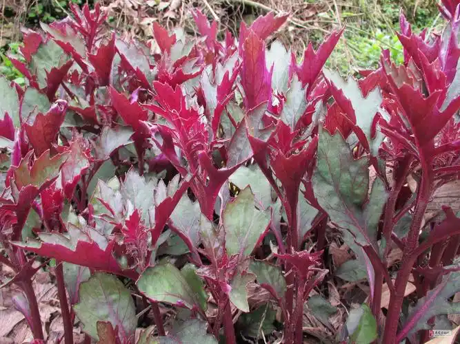 内在美胜过外在美的血当归