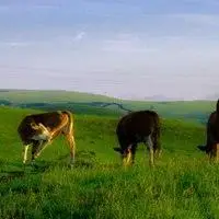 草原放牛头像图片_微信头像图片大全