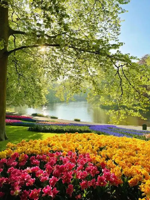 荷兰最美郁金香花园93本月700万朵鲜花已开