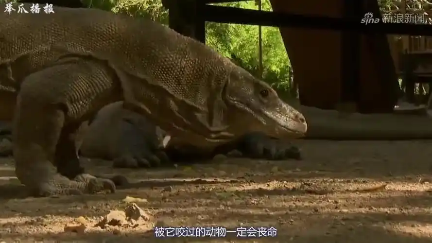 白垩纪凶猛的肉食恐龙