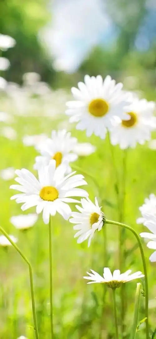 小雏菊壁纸 ·文艺ins风|喜欢小雏菊,却无关它的花语