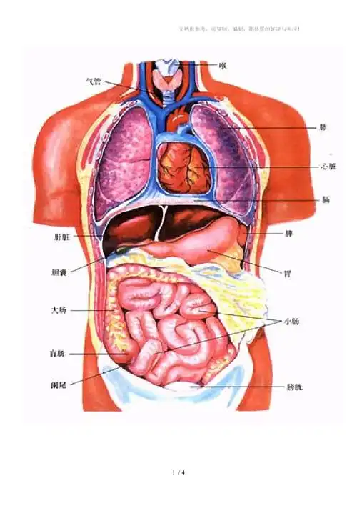 人体内脏器官解剖图2012制定
