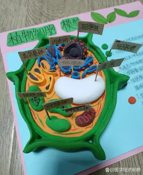 植物细胞模型  参考小红书后,花一天时间做的,没有其它材料,先这样!