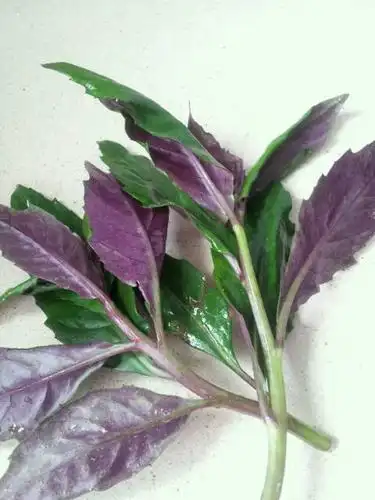 赞数:129lv7 擅长:暂未定制 向ta提问私信ta  展开全部 我们这叫红叶